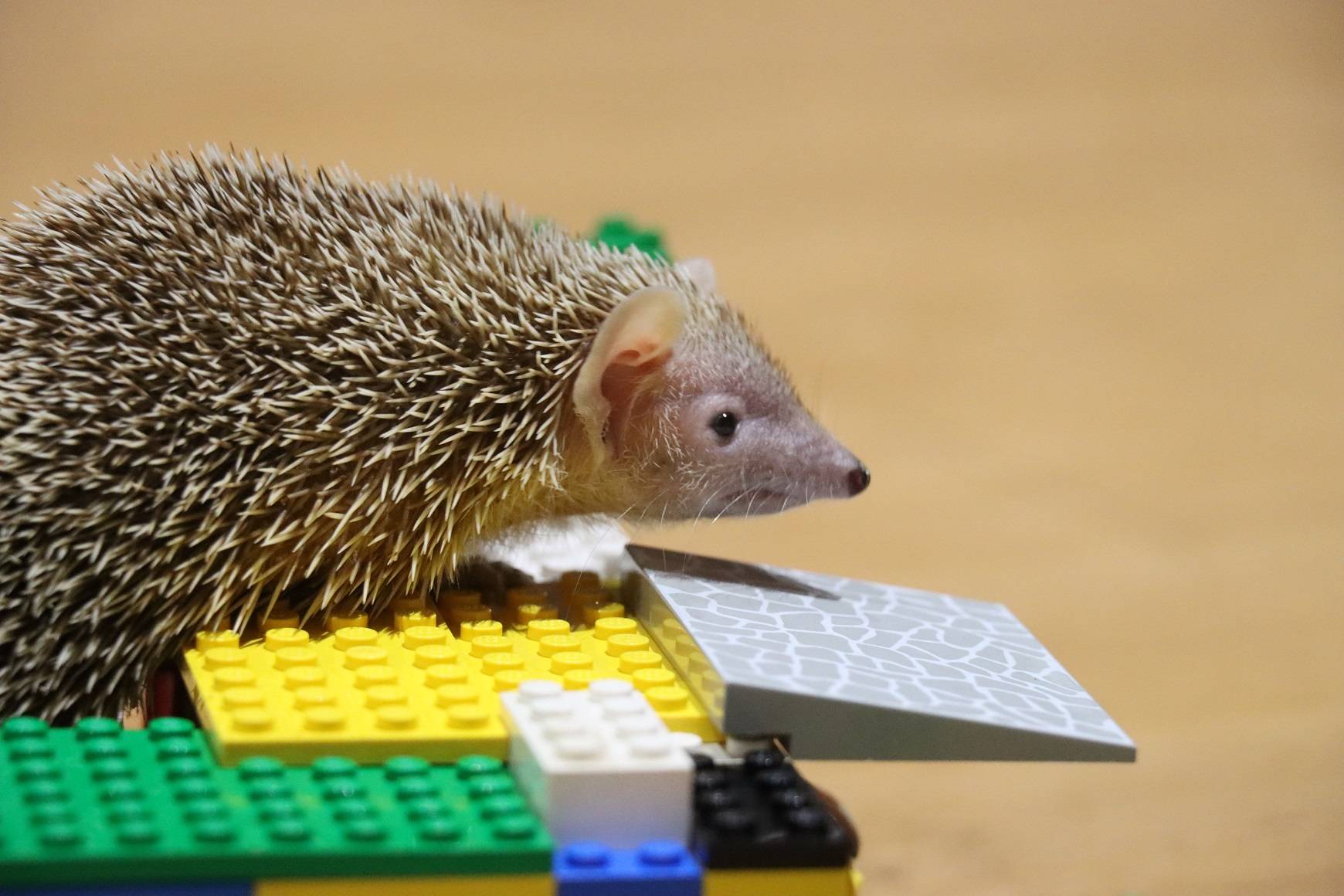 Hedgehog on bricks